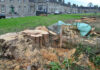 Kingston College trees felled following poisoning