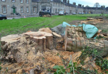 Kingston College trees felled following poisoning